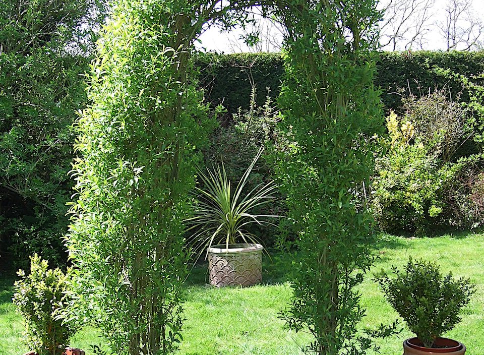 Benenden garden